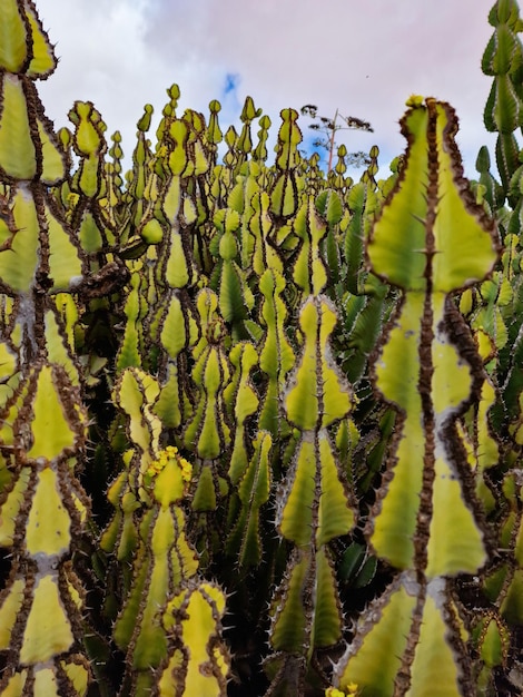 Foto un gran grupo de cactus con hojas verdes y hojas amarillas.