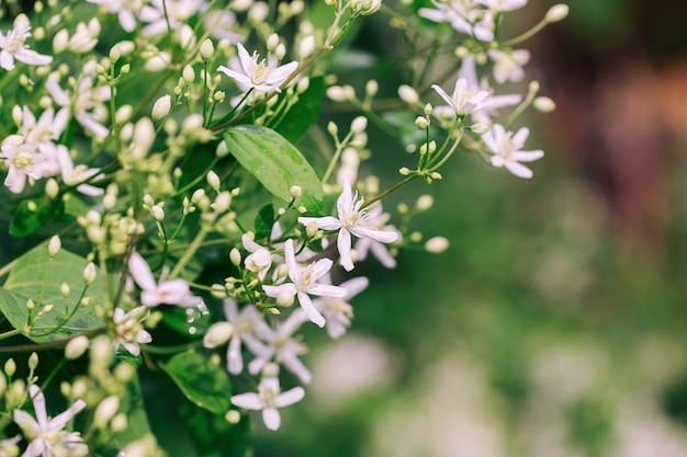 Gran grupo de flores blancas de clemátide en el jardín, enfoque selectivo y fondo borroso