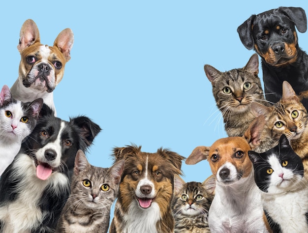 Foto gran grupo de gatos y perros mirando a la cámara sobre fondo azul.