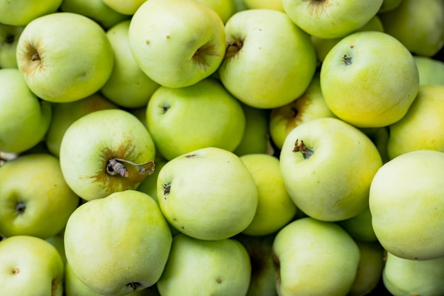 Gran grupo de manzanas verdes brillantes y frutas seleccionadas Frutas antioxidantes Fondo de manzanas orgánicas frescas y sabrosas