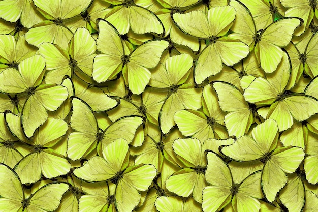 Un gran grupo de mariposas con hojas verdes.