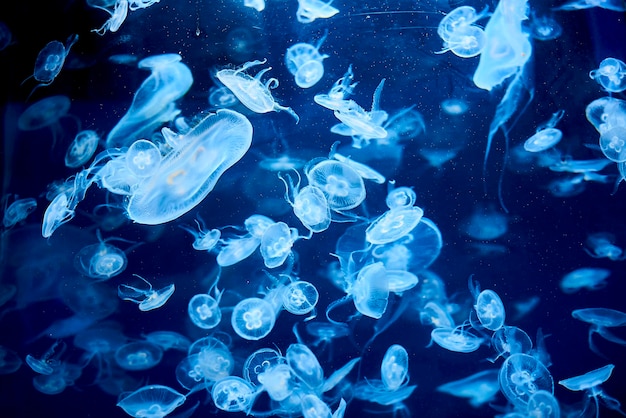 GRAN GRUPO DE MEDULAS NADANDO CON DANZA HIPNOTIZANTE