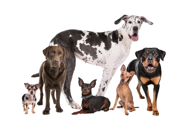 Gran grupo de perros