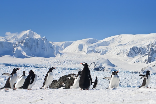 Un gran grupo de pingüinos.