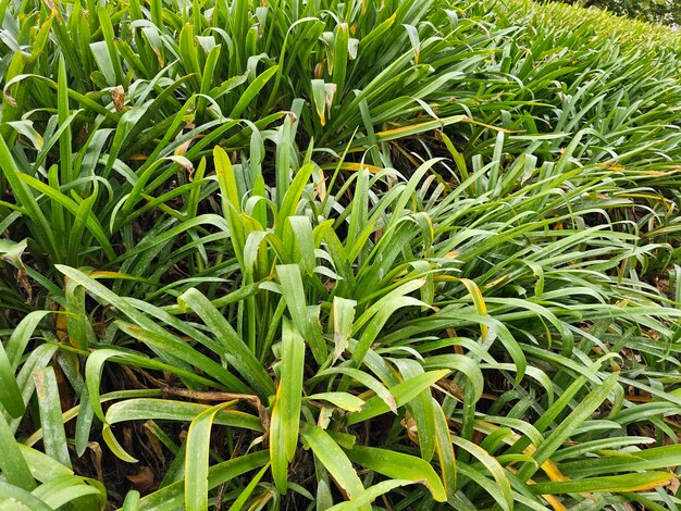 Un gran grupo de plantas verdes en un campo