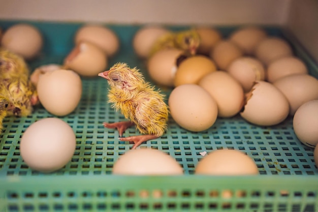 Foto gran grupo de pollitos recién nacidos en una granja de pollos