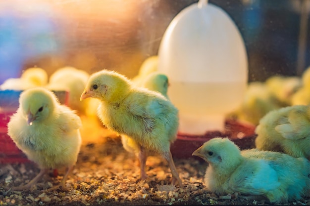 Gran grupo de pollitos recién nacidos en una granja de pollos