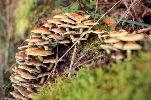 Gran grupo de setas nacidas alrededor de un árbol con musgo alrededor de ita