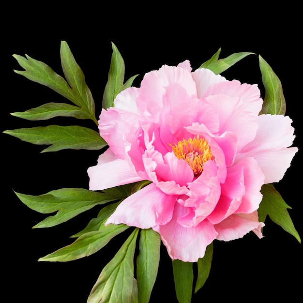 Gran hermoso árbol de peonía rosa delicada aislado sobre fondo negro