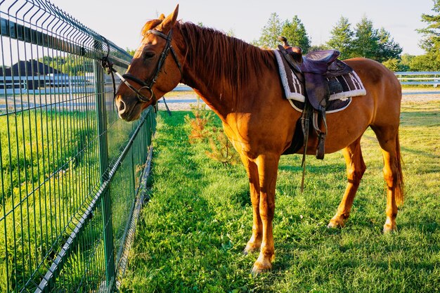 Un gran y hermoso caballo marrón está parado cerca de la valla.