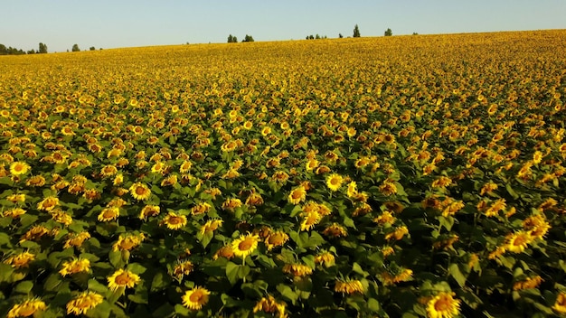 Gran hermoso campo de girasoles en flor horizonte y cielo azul en verano la luz del sol de la mañana volando sobre