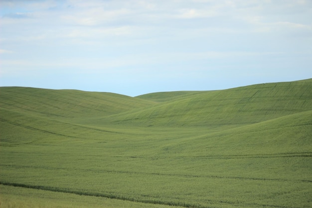 Gran hermoso campo de trigo ucraniano