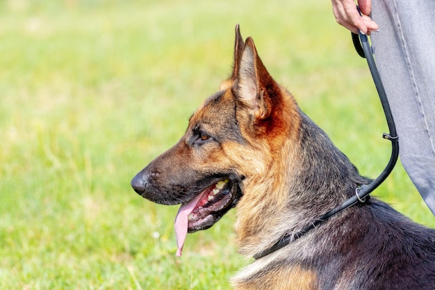 Un gran y hermoso perro pastor se sienta en la hierba a los pies del dueño durante un paseo por el parque cuando hace sol