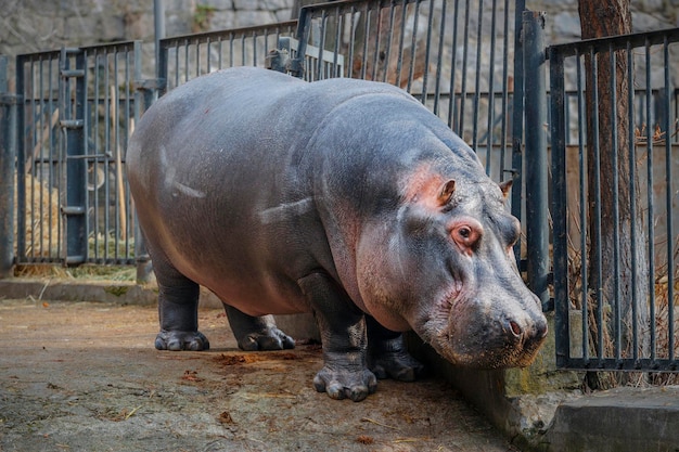 Un gran hipopótamo gordo en el zoológico, de pie en su valier con el telón de fondo de una valla