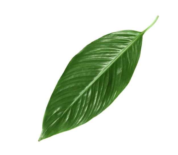 Gran hoja de palma de plátano tropical sobre un fondo blanco