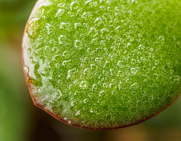 Gran hoja suculenta jugosa verde gruesa con gotas de agua o rocío. Macro, de cerca