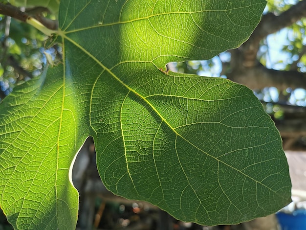 Gran hoja verde de un árbol iluminado por la luz del sol