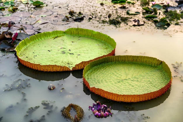 Gran hoja verde de loto flotando en el agua