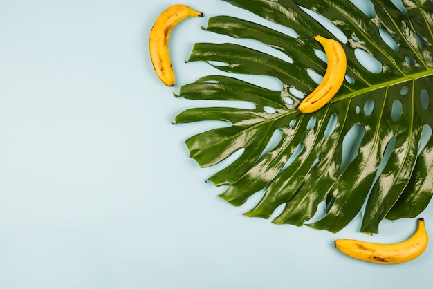 Foto gran hoja verde de monstera entre plátanos.