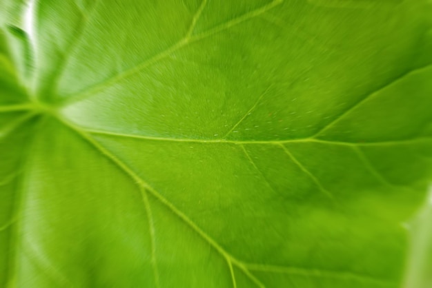 Gran hoja verde de una planta de cerca Streaks arterias y la estructura de la planta a la luz