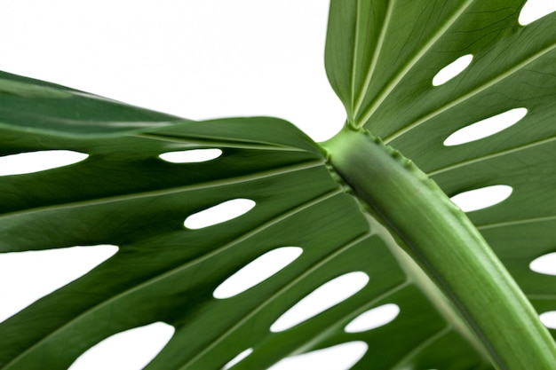 Gran hoja verde de la planta monstera en blanco