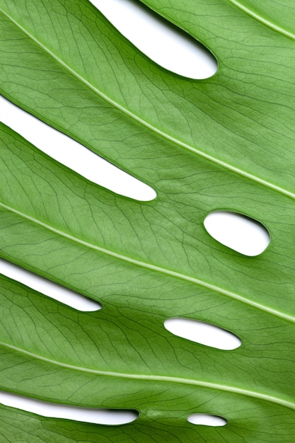 Gran hoja verde de la planta monstera en blanco