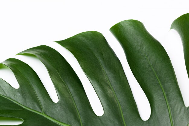 Gran hoja verde de la planta monstera sobre fondo blanco