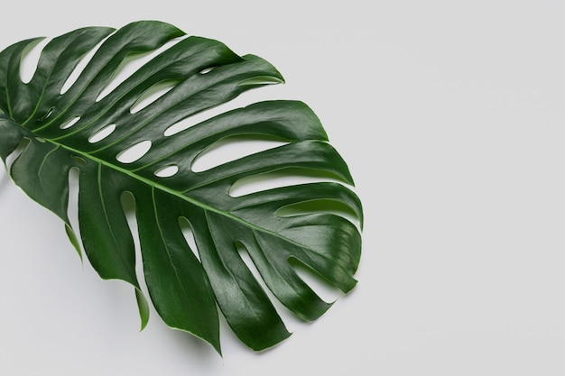 Gran hoja verde de la planta monstera.