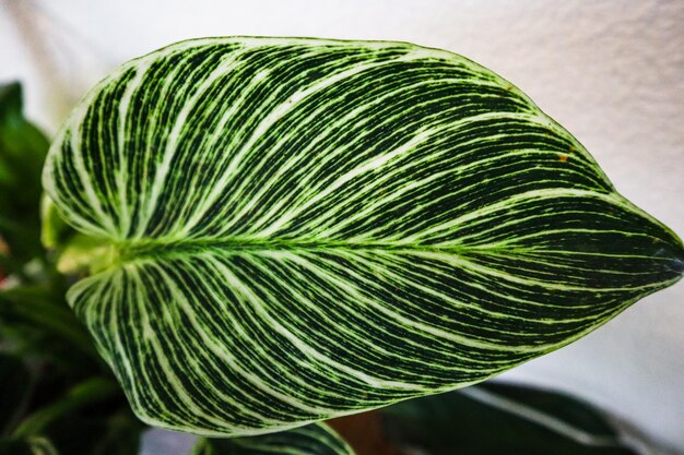 Foto una gran hoja verde con rayas claras con fondo blanco