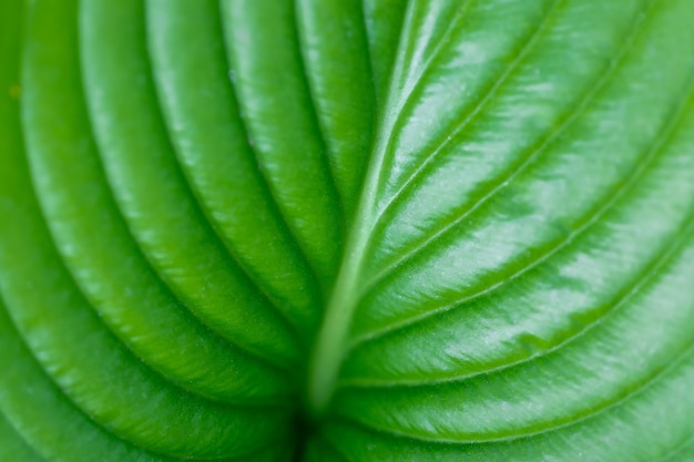 Gran hoja verde con venas