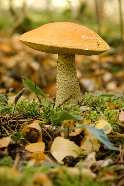 Un gran hongo álamo con una gorra naranja crece en el bosque de otoño Hongos en el bosque Recolección de hongos