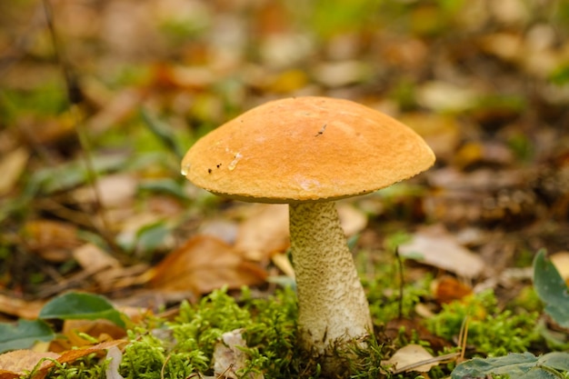 Un gran hongo de aspen con una tapa naranja crece en el bosque de otoño Hongo en el bosque Recolección de hongo