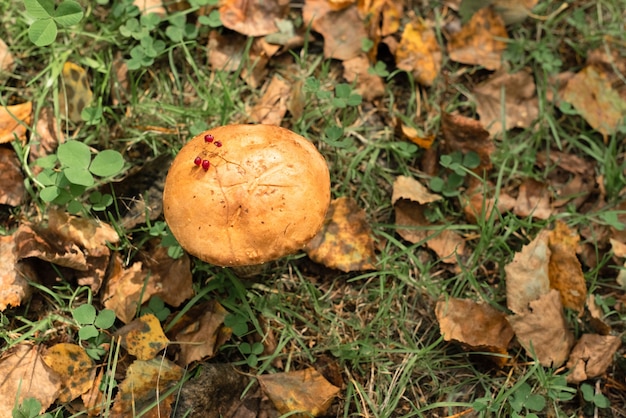Un gran hongo con bayas en el concepto de cosecha de la naturaleza del bosque de otoño el enfoque selectivo