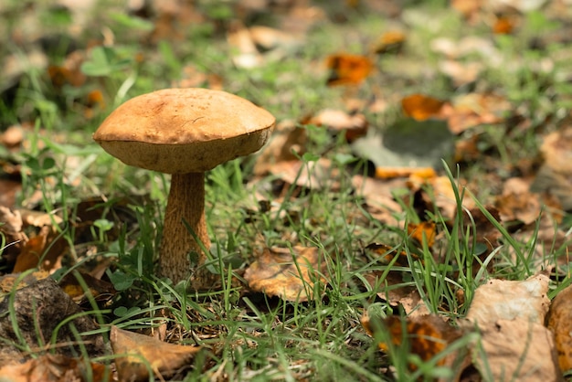 Un gran hongo en el concepto de cosecha de la naturaleza del bosque de otoño enfoque selectivo