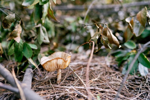 El gran hongo lepiota crece en el bosque entre las hojas secas