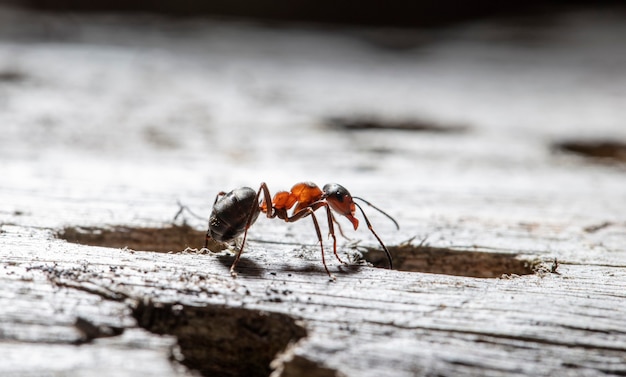 Gran hormiga del bosque rojo en hábitat natural