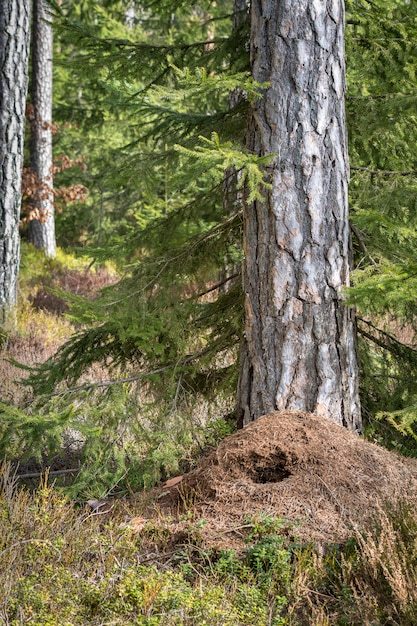 Gran hormiguero en el bosque de pinos en primavera, destruido por la caza del pájaro carpintero verde en invierno. Imagen vertical.