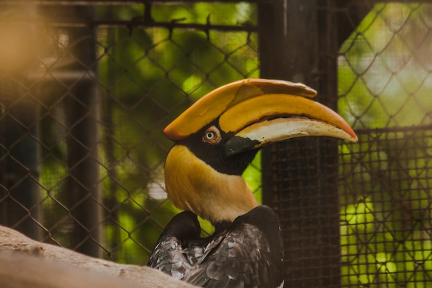 El gran hornbill en una jaula es un hornbill muy grande encontrado en el bosque.