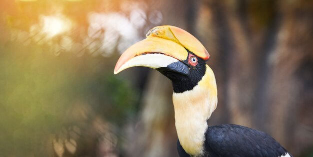 Gran Hornbill en el parque nacional