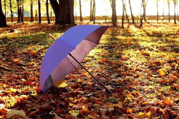 Gran humor durante el otoño camina un paraguas morado entre follaje amarillo en un viejo parque bajo el sol