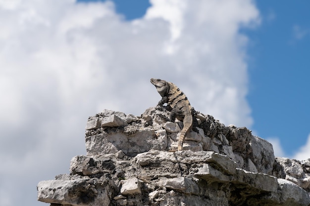 Gran iguana sobre una roca contra el cielo azul con nubes