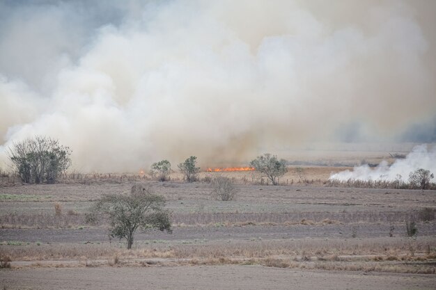Un gran incendio destruye la vegetación en el área de una granja.
