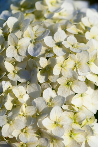 Una gran inflorescencia de flores blancas en la temporada de otoño, florece con una gran cantidad de defectos diferentes.