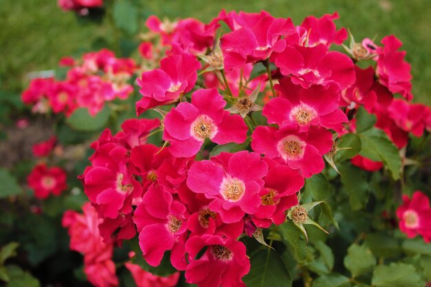 Una gran inflorescencia de rosas delicadas está tomando el sol