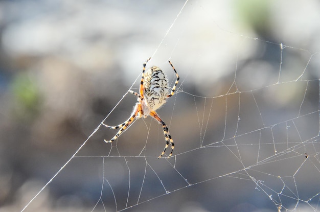 Foto gran insecto araña y telaraña en la naturaleza