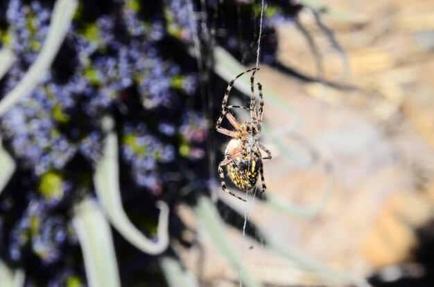 Foto gran insecto araña y telaraña en la naturaleza