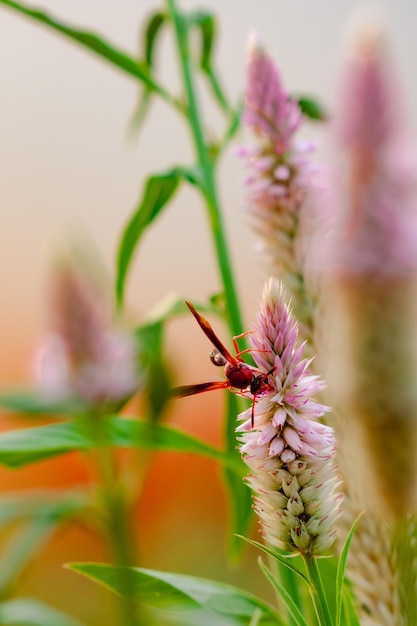 Gran insecto rojo comiendo flor morada en un día soleado Foto macro de un insecto en la naturaleza