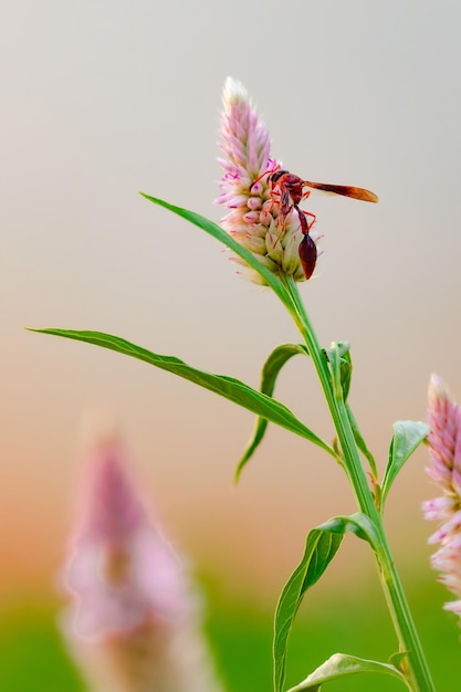 Gran insecto rojo comiendo flor morada en un día soleado Foto macro de un insecto en la naturaleza