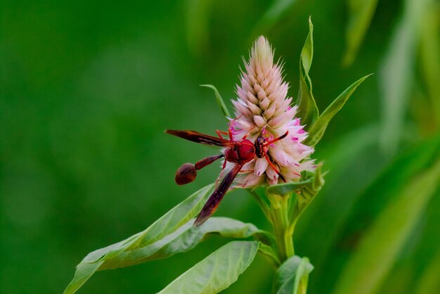 Gran insecto rojo comiendo flor morada en un día soleado Foto macro de un insecto en la naturaleza