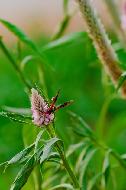 Gran insecto rojo comiendo flor morada en un día soleado Foto macro de un insecto en la naturaleza